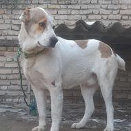 سگ افغانی 15 ماهه واگذار