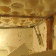 پیش فروش جوجه محلی