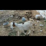 گیسه ابستن نزدیک