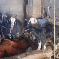 دو راس بز جوان بهمراه بزغاله جفت