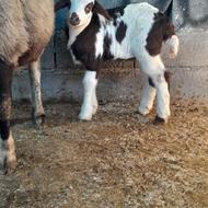 فروش گوسفنده نر وره مار