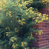 استخدام سرایدار