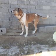 سراب حرص دار دهن پاک