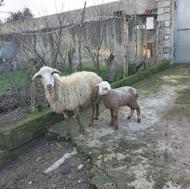 بره با گوسفند ماده بره مار