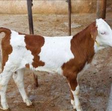 گوساله سیمینتال و هلشتاین