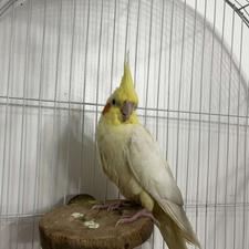 یک جفت عروس هلندی