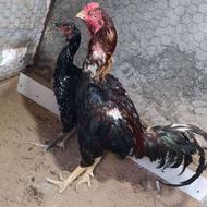 مرغ و خروس لاری