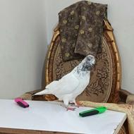 کبوتر بخاطر نبود جا فوری فقط 125ت فوری