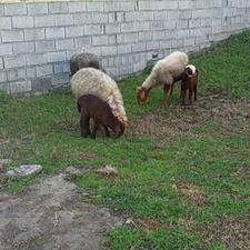 دو عدد گوسفند وره مار و یک عدد گوسفند آبستن