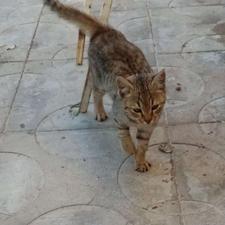 فروش گربه خانگی