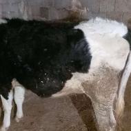 شیکم اول یک ماه مانده به زایمانش ..