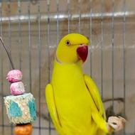 فروش انواع ملنگو هائ رنگی جفت و رام دستی