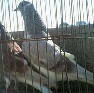 کبوتر تهرانی و دمگیر دو بحر