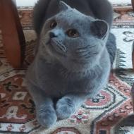 گربه اسکاتیش نر