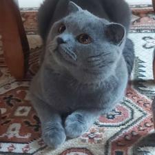 گربه اسکاتیش نر