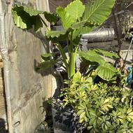 گل بابا آدم