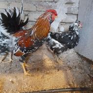 مرغ گلین اصیل درحد خروس گلین اصیل