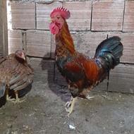 خروس محلی دورگ