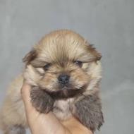 واگذاری توله پامر روباهی