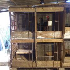 گنجه خروس لاری اهنی عالی