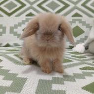 بچه خرگوش لوپ