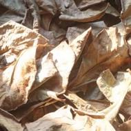 برگ کاتاپا آکواریوم