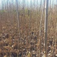 نهال صنوبر اصلاح شده