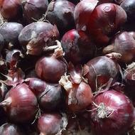 پیاز قرمزدرجه یک