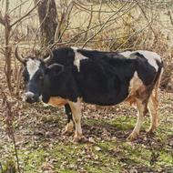 دو رأس گاو فروشی