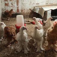 نیمچه برهما