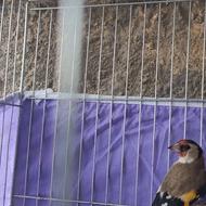 سهره ماده سرمایی