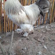 تخم‌برهما‌اصل