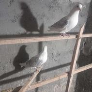 کبوترسفیدپشدار