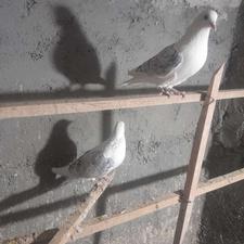 کبوترسفیدپشدار