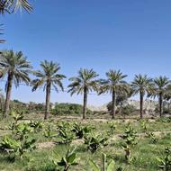 چابهار گردی