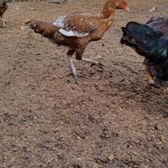 معاوضه لاری با قرقاول