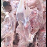 فروش عمده اسکلت مزغ روزانه 500 کیلوگرم