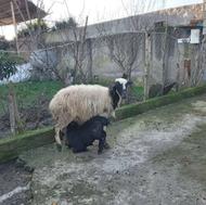 گوسفند بره مار شکم اول