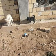 سگ شیتزو باهوش واگذاری