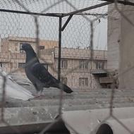 کفتر زاغ خوش استایل