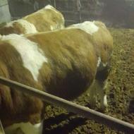 گوساله سمینتال چاق