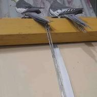 یک جفت عروس هلندی یکسال و نیمه