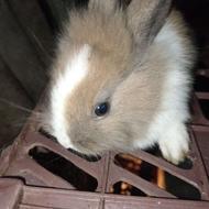 فروش توله خرگوش