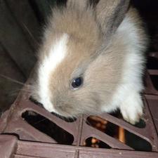 فروش توله خرگوش