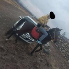 اسب اصیل کرد 4ساله