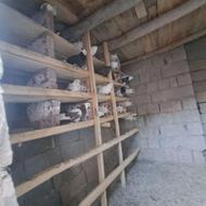 20تاکبوتر ساعت سنگین بزمانت