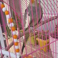 عروس مولد سیامون