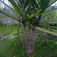 تعدادی مورت بزرگ ویوکا برگ نو برگ بو