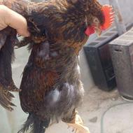 مرغ و خروس محلی