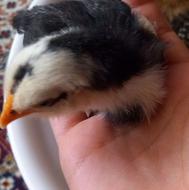 جوجه گلین ، سبرایت ، رسمی